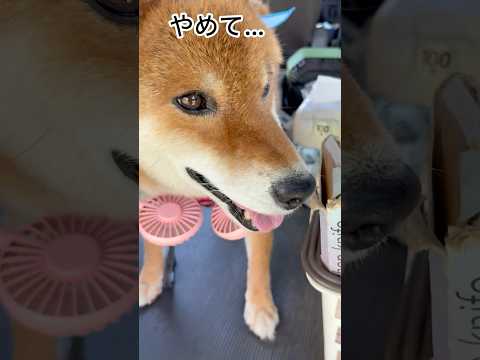 ’25.8.2 力丸の主張！ #柴犬 #shibainu #柴犬のいる暮らし #柴犬の日常 #ネックファン #暑い日 #力丸 サムネイル