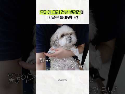 무지개 <strong>다리</strong> 건넌 반려견이 내 딸로 돌아왔다?!