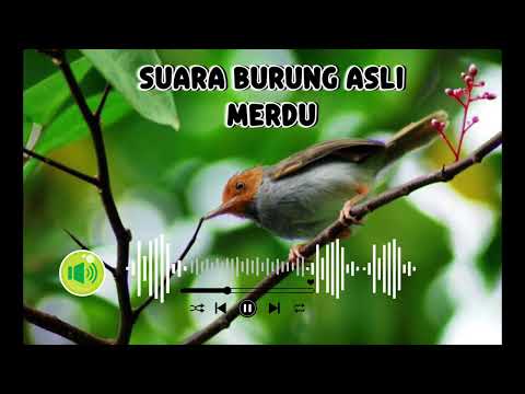 Suara burung merdu no copyright