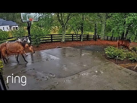 Escaped Horses Caught on Ring Brought Back to Safety! | RingTV