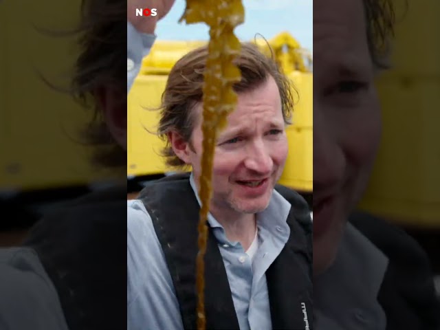 Zeewierboerderij haalt eerste oogst binnen