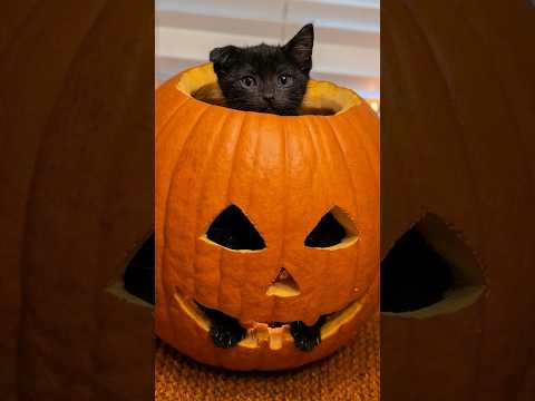 This Kitten Is Getting Ready For Halloween 😂