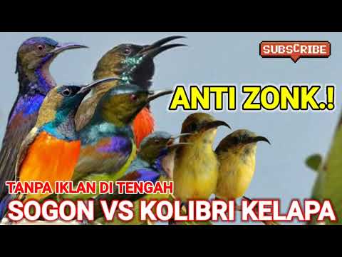 burung sogon vs kolibri kelapa ribut