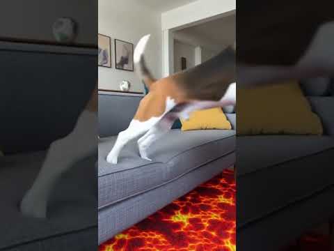 My Cat and Dog Played "The Floor is Lava"...and the Dog FAILED SPECTACULARLY!😂 #aivideo #funny #sora