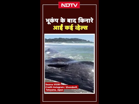 Japan में सुनामी से किनारे पर आईं कई ह्वेल | Russia Earthquake | Viral Video | SHORTS