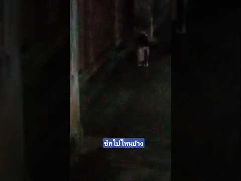 เข้าหมดถ้าเจอประตูแบบนี้#แถวนี้มืดเป็นปกติ#แมว#หน้าซีกกั๊บ#แมวน่ารัก#คลิปแมว#Cat#CatLovers#CatCute