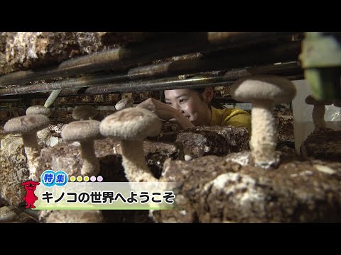 ウィークリー千葉県 「キノコの世界へようこそ」R7/10/4