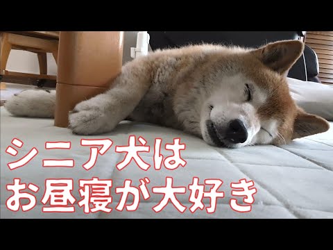 【1041】寝てばかりの柴犬さん サムネイル