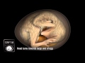 Chicken Embryo Development