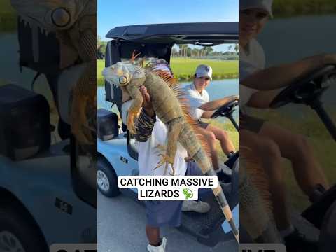 CATCHING MASSIVE LIZARDS! #lizard #iguana #fyp