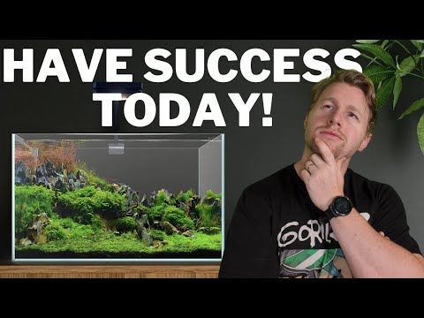 Aquarium Plants for Beginners_ Avoid These Common  G'Day Legends,

I've had a lot of questions lately about keeping plants so I figured I would lay it 