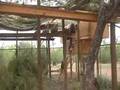 Sanctuary monkeys hanging out