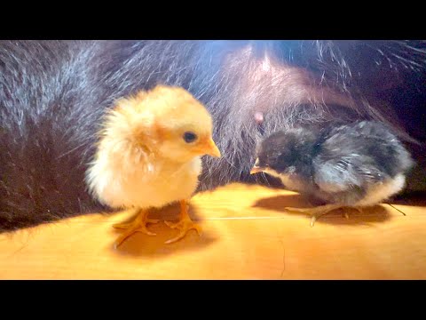 猫の動画サムネイル - 極小ヒヨコが大きな犬に信じられない行動をとった。。