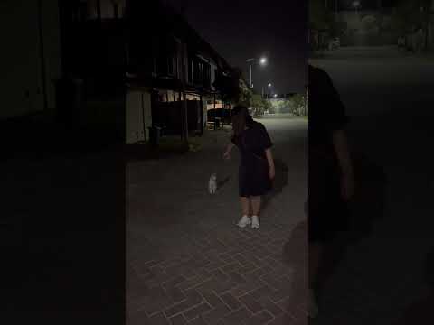 Tante Jalan Jalan Sama Kucing Egois #cat #nizamkucinglucu #funny #貓咪日常 #cute #cutecat #imut #kitten