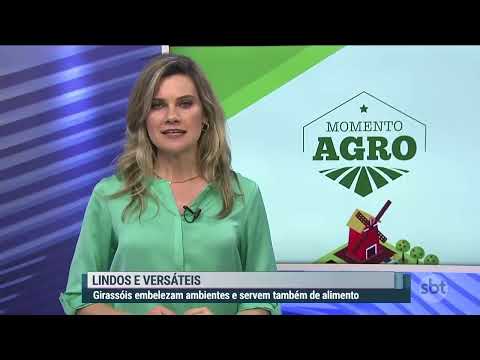 Como é produzido o Girassol? - Campo e Batom no SBT