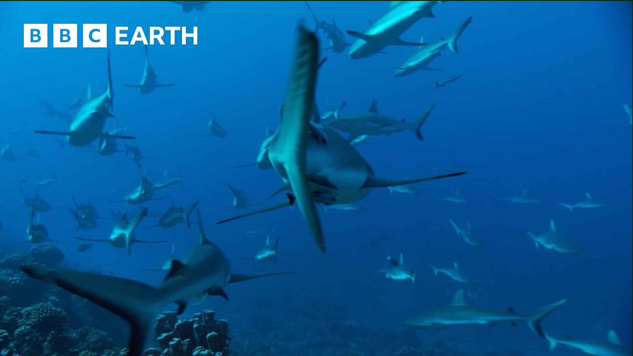 Reef Shark Feeding Frenzy | South Pacific | BBC Earth