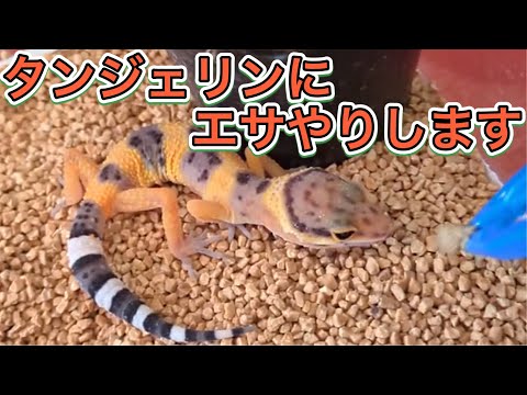 【レオパードゲッコー飼育】お迎えしたタンジェリンにエサやりします