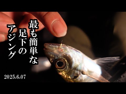 【集魚灯アジング】一番釣れる足元のアジング 三陸つりしとがんせ vol 90