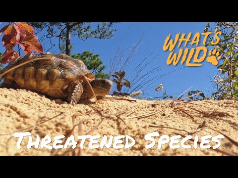screenshot of youtube video titled Threatened Species | What’s Wild