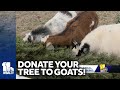Farm collects live Christmas trees to feed goats