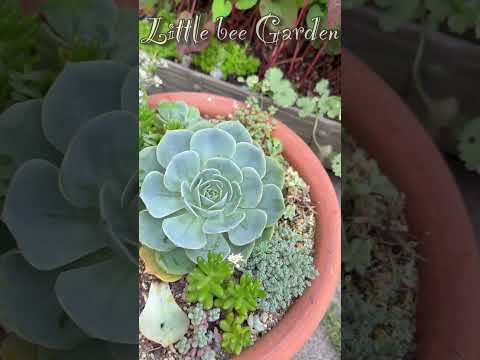 アブラムシ被害の七福神のその後は・・・ #Shorts #succulent  #ガーデニング