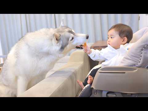 初めておやつを渡したら赤ちゃんを想う愛犬の優しさに感動しました...