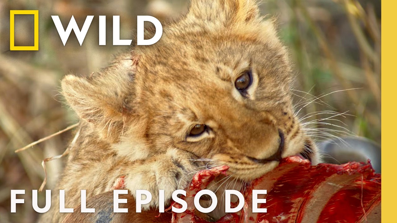 Moving Targets (Full Episode) | Africa's Deadliest: Botswana | Nat Geo Animals