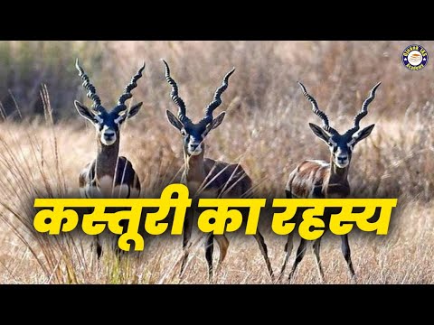 कस्तूरी मृग के विषय मे रोचक तथ्य // Musk Deer // खुशी की तलाश // An Inspirational Story