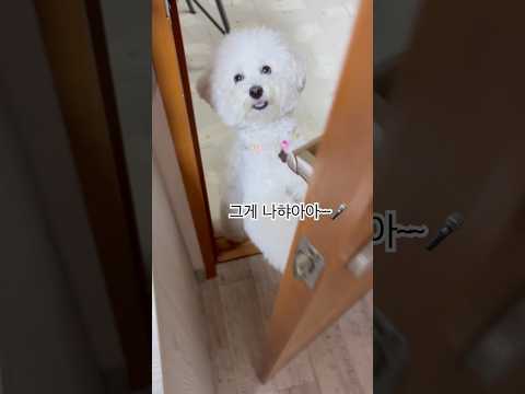 온도니가 특히 예쁜 복길 #dogshorts #강아지영상 #cutedog #bichon #반려견 #아유미 #CutieHoney