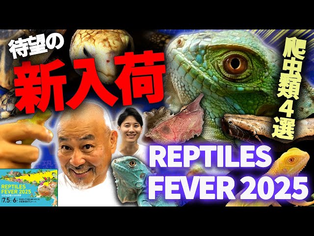 #爬虫類 #オーナーズフィッシュ #レプタイルズフィーバー #爬虫類イベント
レプタイルズフィーバー2025に出展します！
7/5(土)-7/6(日) 10:00-17:00にATCホールにてイベントが開催されます
詳細は下記リンクをご確認ください
https://www.tv-osaka.co.jp/event/reptiles2025winter/

★目次(チャプター)

0:00 オープニング
0:31 イベント概要
1:26 グリーンイグアナ
4:40 エロンガータリクガメ
6:19 マタマタ
7:26 ブラッドパイソン
10:14 エンディング


★オーナーズフィッシュ公式サイト
https://ownersfish.official.jp/

★Twitter
https://twitter.com/ownersfish

★Instagram
https://www.instagram.com/ownersfish/

★Line公式アカウント
https://line.me/R/ti/p/%40320jymis

★Linktree
https://linktr.ee/ownersfish