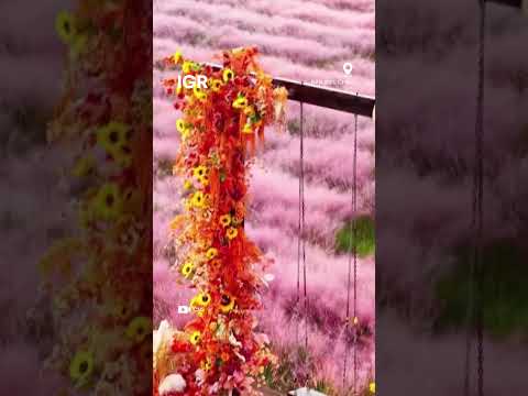 Pink Muhly Grass Reaches Full Bloom in China | IGR | India Global Review