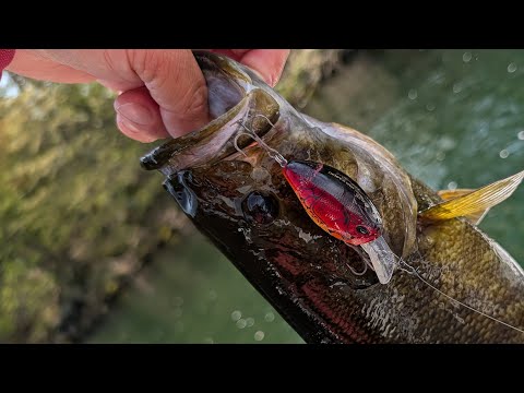 このまま釣りしながら上がります！【FishingLIVE】
