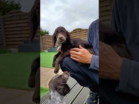 working 💪 spaniels #puppies