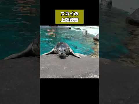 スカイの上陸練習（前編）#ゴマフアザラシ #seal