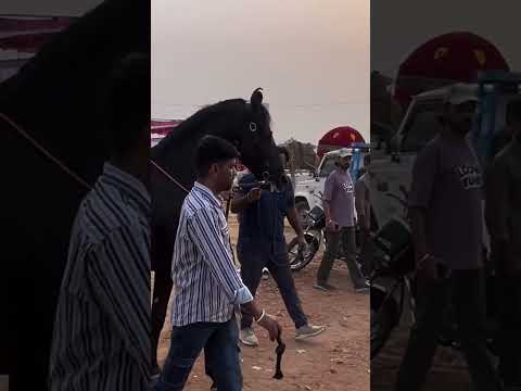 पुष्कर मेले में आया एक जबरदस्त horse 🐴🐎🐎