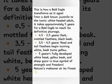 Did you know? #baldeagle #nature