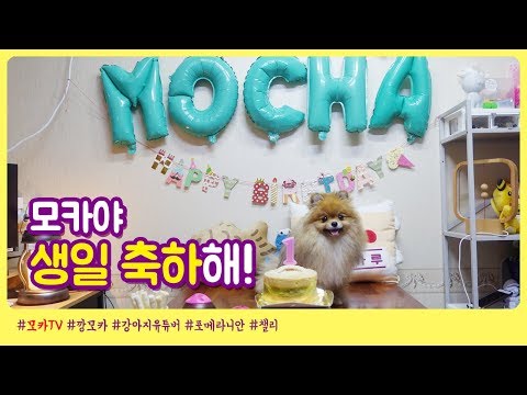 [깡모카] 오늘 모카 생일이에요! 대놓고 하는 강아지 깜짝 생일 파티 / 모카도 이제 어른이에요!