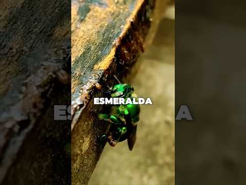 Avispa esmeralda 🐝❇️ #animals #curiosidades #sabiasque #avispa #esmeralda #shiny #shorts #yt #top