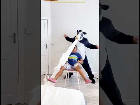 Marvelous Dancing Polish Cow funny duckling cow dance Cow Song Cow Videos cow farm milk in London
