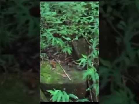 A Massacre Grave #countrydiggers