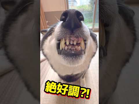 犬の動画サムネイル - 絶好調？！ご機嫌なのに唸る柴犬