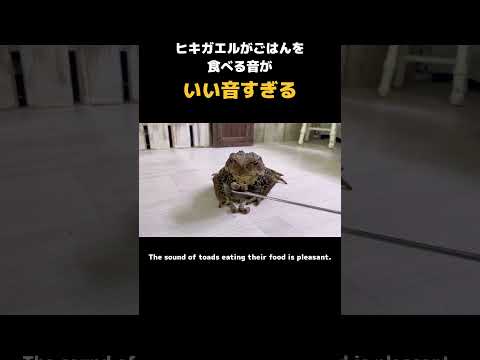 ヒキガエルがエサを食べる時の音が好きすぎる #カエル #ヒキガエル #frog #toad #cuteanimals