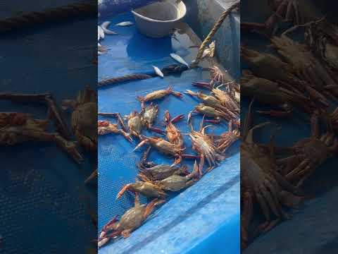 ECR Kovalam Fish Market 🦀 Fresh Nandu Crab Sale | Cheap & Tasty Seafood 🎣 #shorts