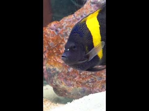 Coming this Tuesday to Diver's Den at 5pm CST! Coming this Thursday to Diver's Den at 5pm CST!

#liveaquaria #diversden #wysiwyg #fishkeepers #fish