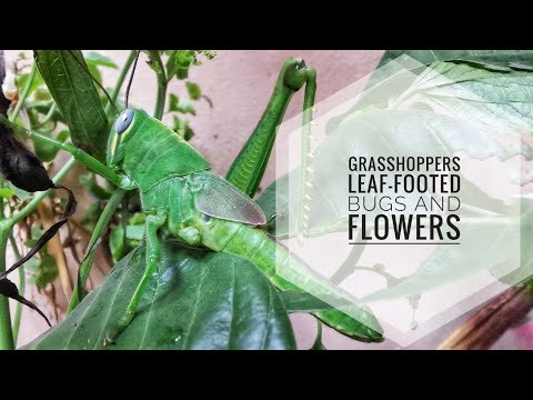 Grasshoppers, Leaf-footed Bugs and Flowers