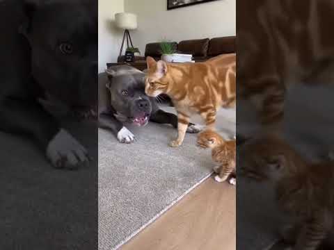 Pitbull bullies a cat and this happen #pitbull #cats #catslife #cctv