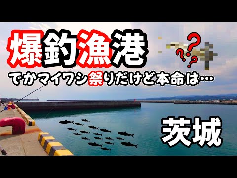 爆釣漁港で脂ノリノリのでかマイワシ祭り開催中!でも本命は初狙いの高級食材!