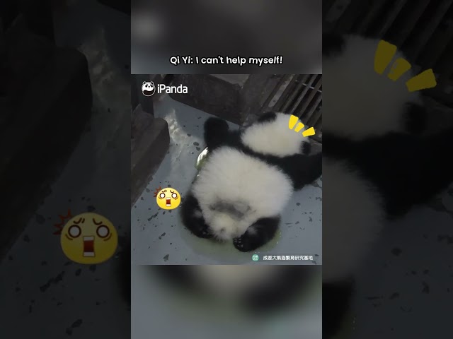I Clean My Own Pee! | iPanda #shorts