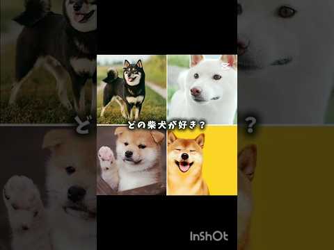 どの柴犬が好き？ #バズれ #柴犬 #豆柴 #黒柴 #白柴