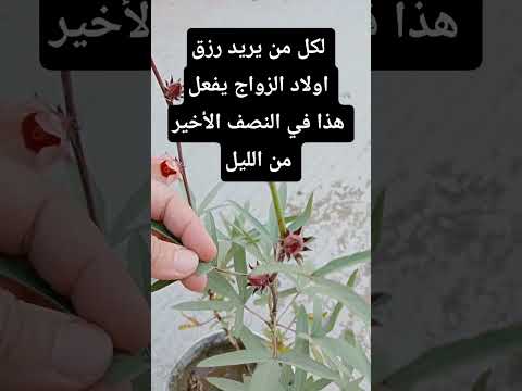 لكل من يريد رزق اولاد الزواج يفعل هذا في النصف الأخير من الليل #قراقيش_فود #اكسبلور